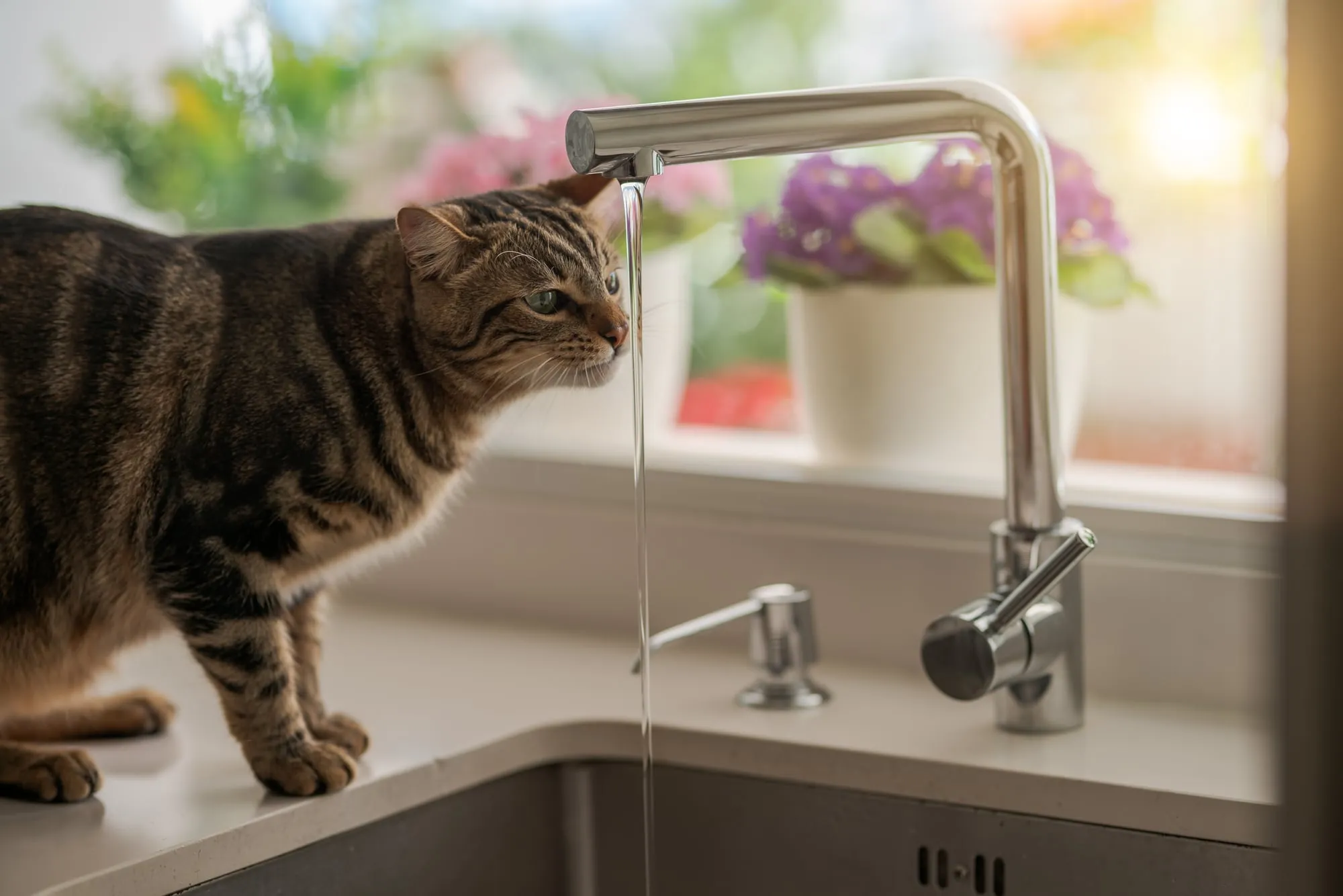 Chat buvant de l'eau dans une gamelle