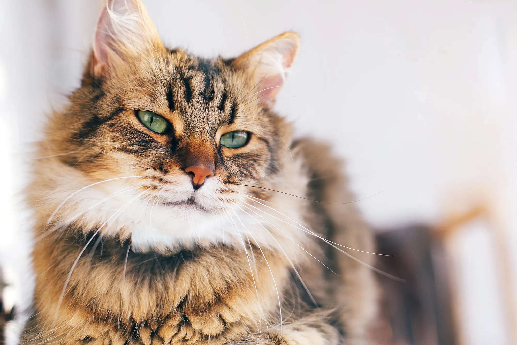 Chat qui vomit, causes et solutions