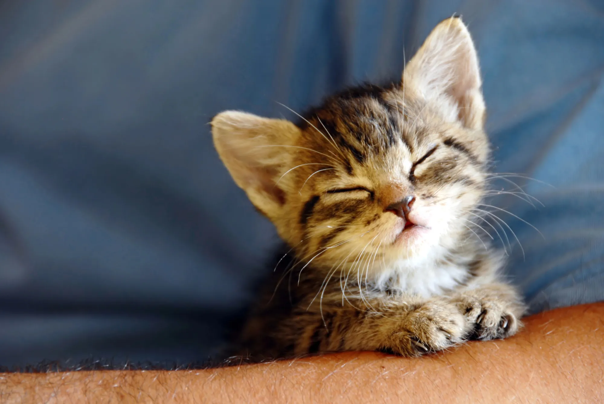 Chat avec les yeux rouges et larmoyants souffrant de conjonctivite
